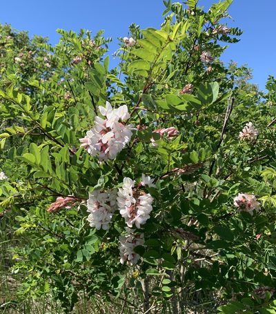 Robinia viscosa, photographed by scaup