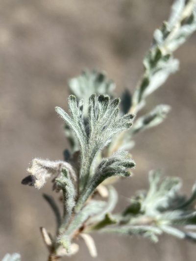 Artemisia papposa, photographed by Matt Berger