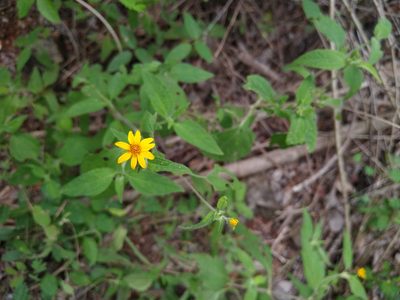 Wedelia acapulcensis, photographed by Isaac Chacón