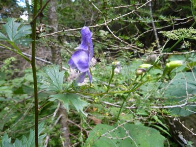 Aconitum variegatum, photographed by carnifex