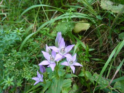 Gentianella austriaca, photographed by carnifex