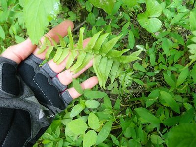 Diplaziopsis pycnocarpa, photographed by Natalie Waddell-Rutter