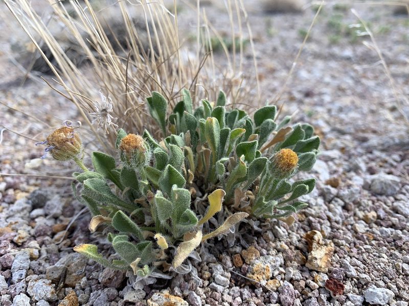 Erigeron latus, photographed by william_hoyer
