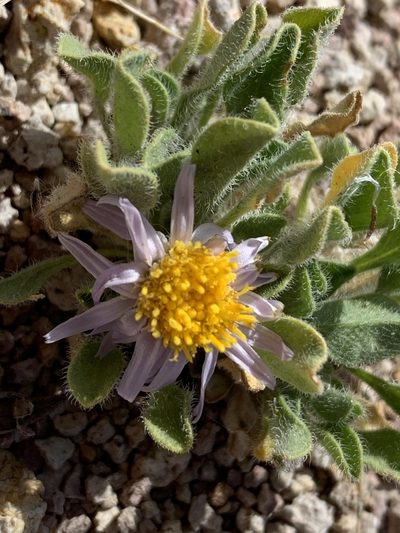 Erigeron latus, photographed by william_hoyer