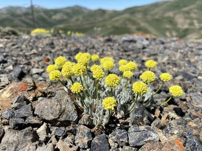 Eriogonum desertorum, photographed by Matt Berger