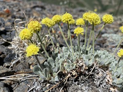 Eriogonum desertorum, photographed by Matt Berger