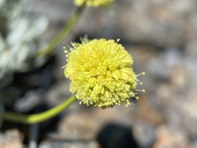 Eriogonum desertorum, photographed by Matt Berger