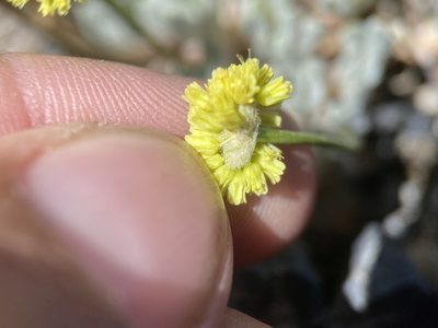 Eriogonum desertorum, photographed by Matt Berger