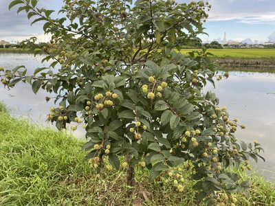 Cephalanthus tetrandrus, photographed by 古淑玲