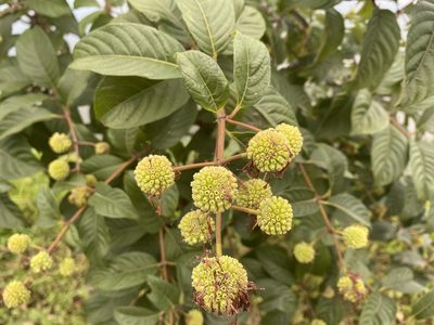 Cephalanthus tetrandrus, photographed by 古淑玲