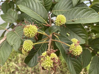 Cephalanthus tetrandrus, photographed by 古淑玲