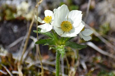 Anemonastrum sibiricum, photographed by Syd Cannings