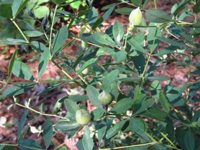 Baptisia nuttalliana, photographed by Annika Lindqvist