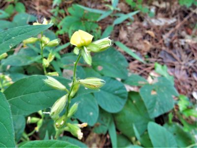 Rhynchosia latifolia, photographed by Annika Lindqvist