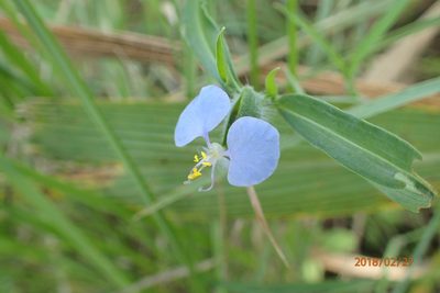 Commelina eckloniana, photographed by Peter Warren