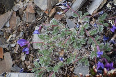 Oxytropis nigrescens, photographed by Syd Cannings