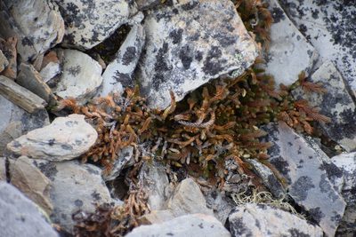 Selaginella sibirica, photographed by Syd Cannings