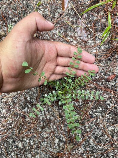Astragalus obcordatus, photographed by Brandon Corder