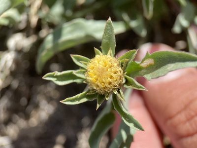 Pyrrocoma carthamoides, photographed by Matt Berger