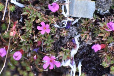 Androsace constancei, photographed by Syd Cannings