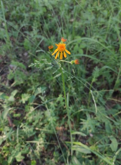 Tephroseris porphyrantha, photographed by Юлия