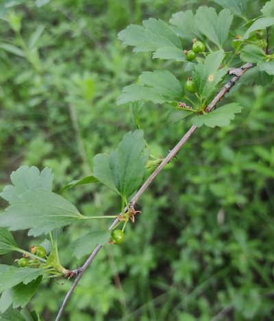 Ribes diacantha, photographed by Юлия