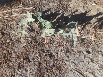 Asclepias cordifolia, photographed by Jeff Lahr