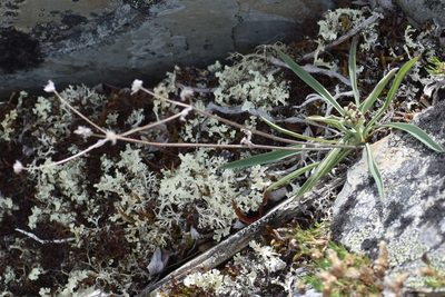 Bupleurum americanum, photographed by Syd Cannings