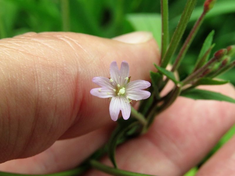 Epilobium denticulatum, photographed by Juan Carlos Caicedo Hernández