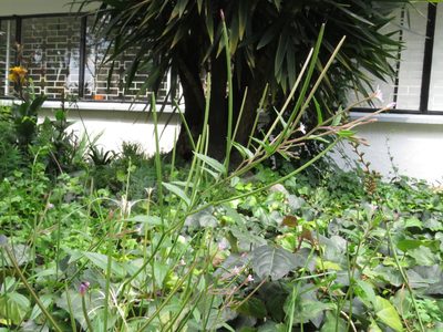 Epilobium denticulatum, photographed by Juan Carlos Caicedo Hernández