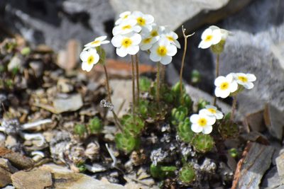 Androsace lehmanniana, photographed by Syd Cannings