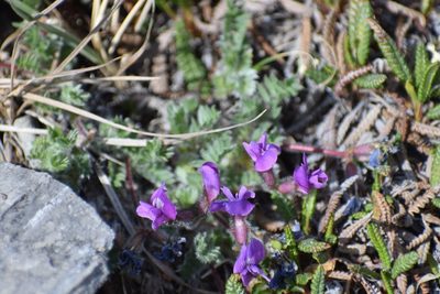 Oxytropis nigrescens, photographed by Syd Cannings
