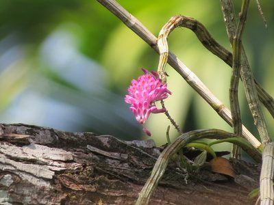 Dendrobium secundum, photographed by Paulmathi Vinod