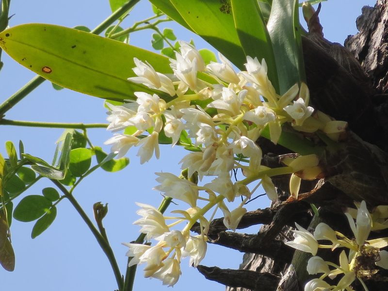 Pinalia bractescens, photographed by Paulmathi Vinod