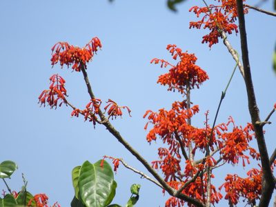 Firmiana colorata, photographed by Paulmathi Vinod