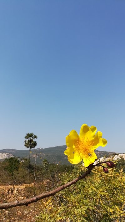 Cochlospermum religiosum, photographed by Paulmathi Vinod