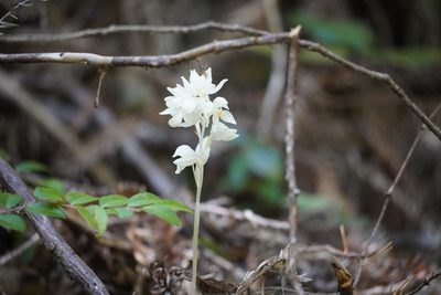 Cephalanthera austiniae, photographed by Sean Krieg
