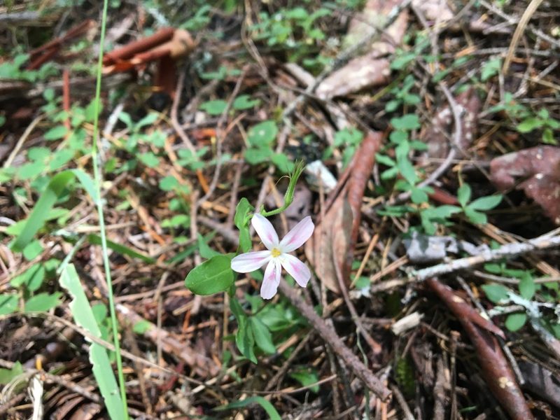 Phlox adsurgens, photographed by Hilary Rose Dawson