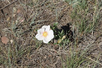 Rosa arkansana, photographed by Spencer Quayle