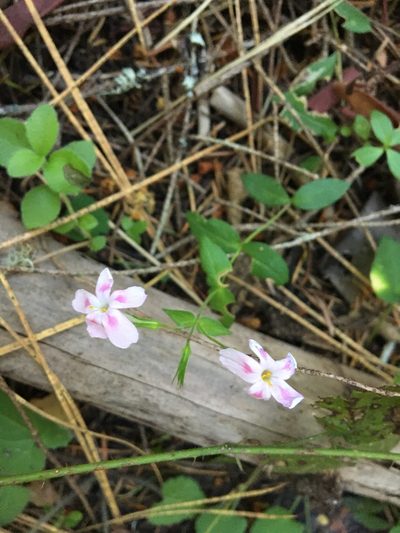 Phlox adsurgens, photographed by Hilary Rose Dawson