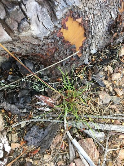 Festuca occidentalis, photographed by Hilary Rose Dawson