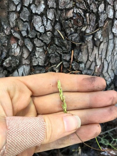 Festuca occidentalis, photographed by Hilary Rose Dawson