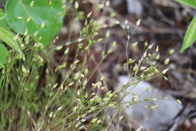 Sabulina michauxii, photographed by Henry "Nick" Robertson