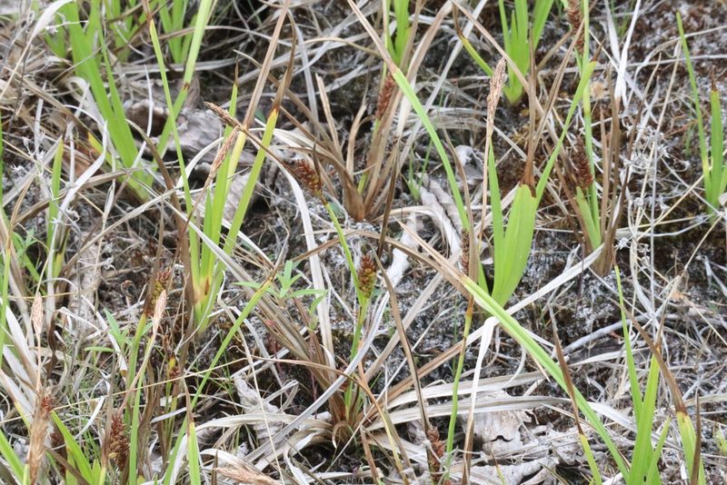 Carex crawei, photographed by Henry "Nick" Robertson