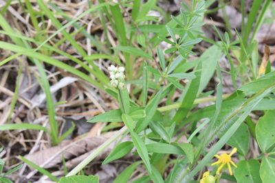 Polygala senega, photographed by Henry "Nick" Robertson