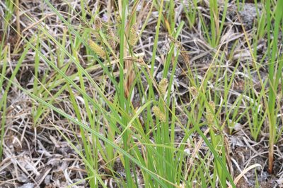 Carex pellita, photographed by Henry "Nick" Robertson