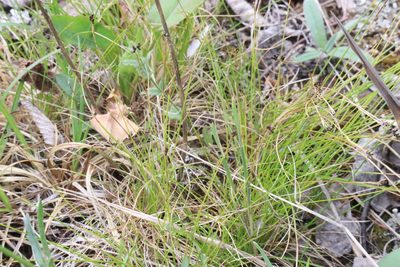 Carex eburnea, photographed by Henry "Nick" Robertson