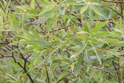 Salix petiolaris, photographed by Henry "Nick" Robertson