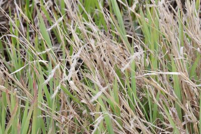 Muhlenbergia glomerata, photographed by Henry "Nick" Robertson