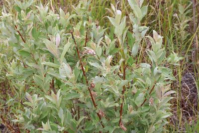Salix bebbiana, photographed by Henry "Nick" Robertson